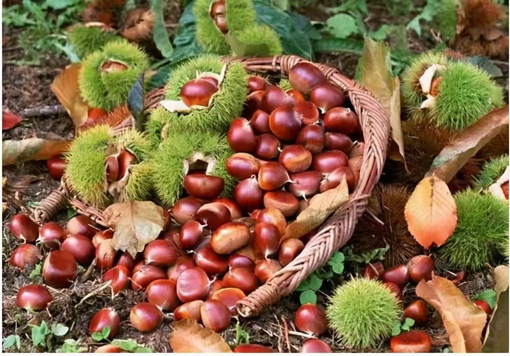 粒上皇董事长,粒上皇创始人身价