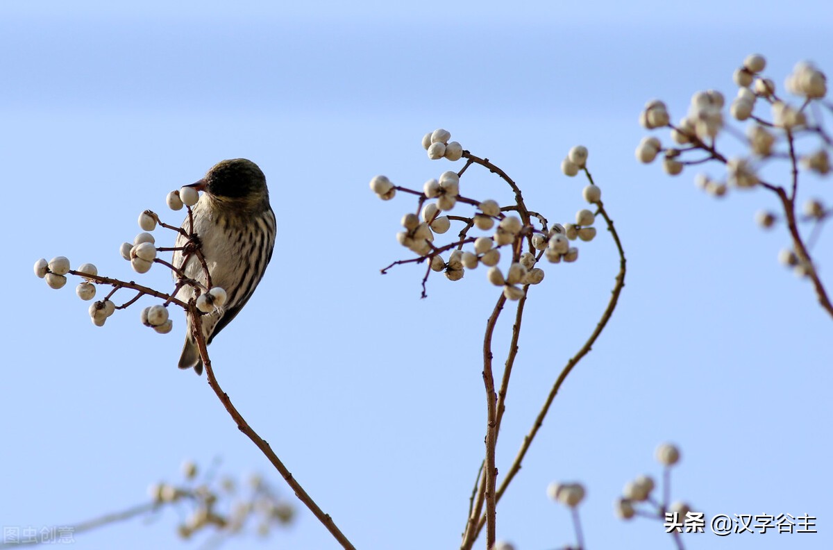 惊蛰惊动了哪些虫子,惊蛰惊虫