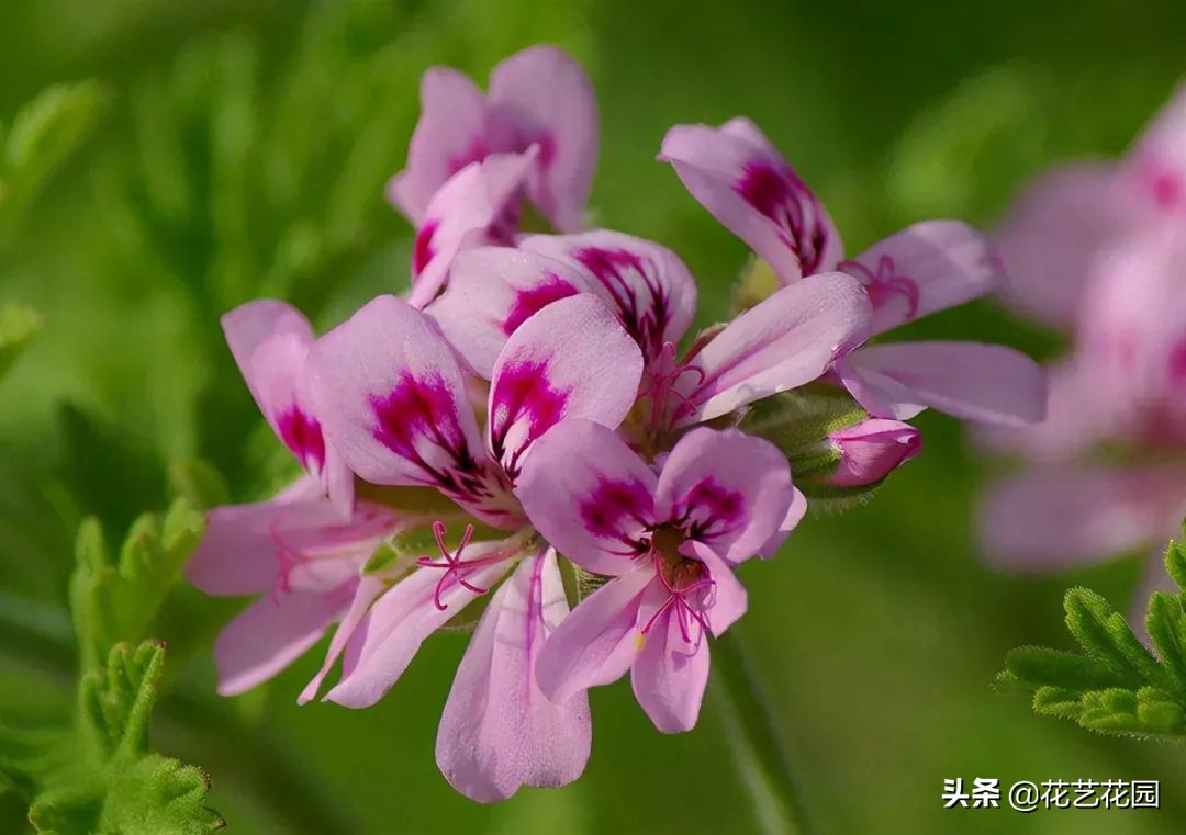 什么花有驱蚊效果适合家里养,驱蚊虫的花适合在室内养的