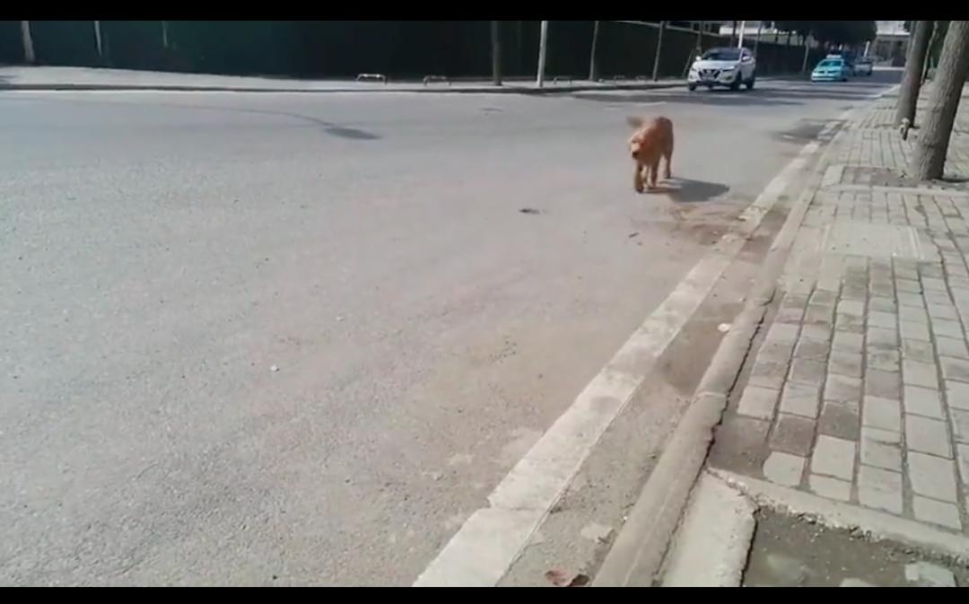 金毛倒地抽搐怎么回事,金毛晕倒主人痛哭