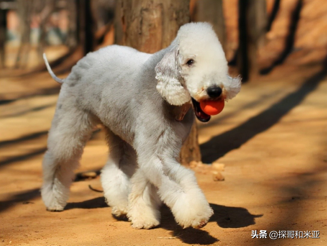 什么狗体味小干净不掉毛,什么狗最干净不掉毛