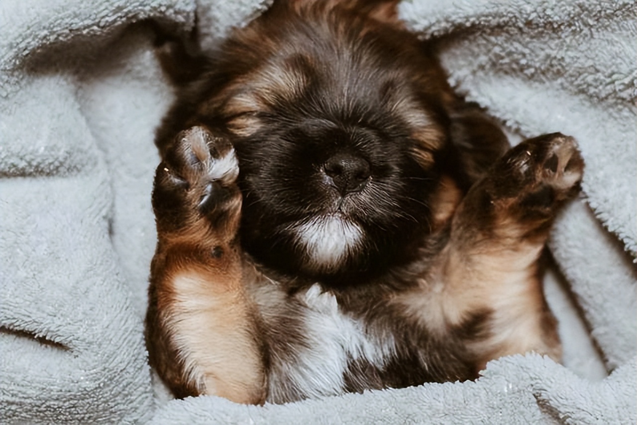 关于猫和老鼠你可能不知道的事,猫和狗为什么能相处得这么愉快