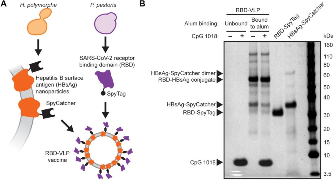 兰大预测本轮疫情将于4月初得到控制，奥密克戎发生多次跨变种基因重组丨新冠研究一周进展