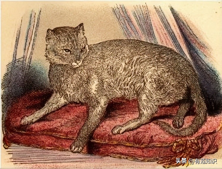 古埃及和猫的历史故事,古埃及人对猫的崇拜