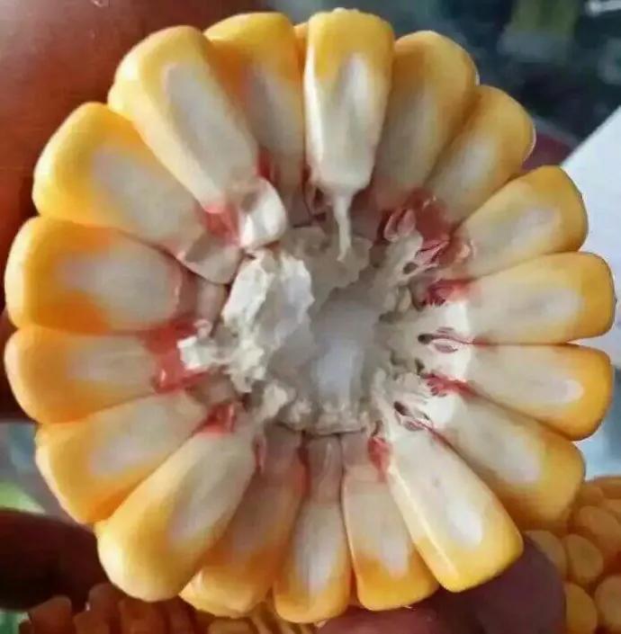 什么玉米种抗涝抗旱又高产,什么样的玉米最稳产最高产