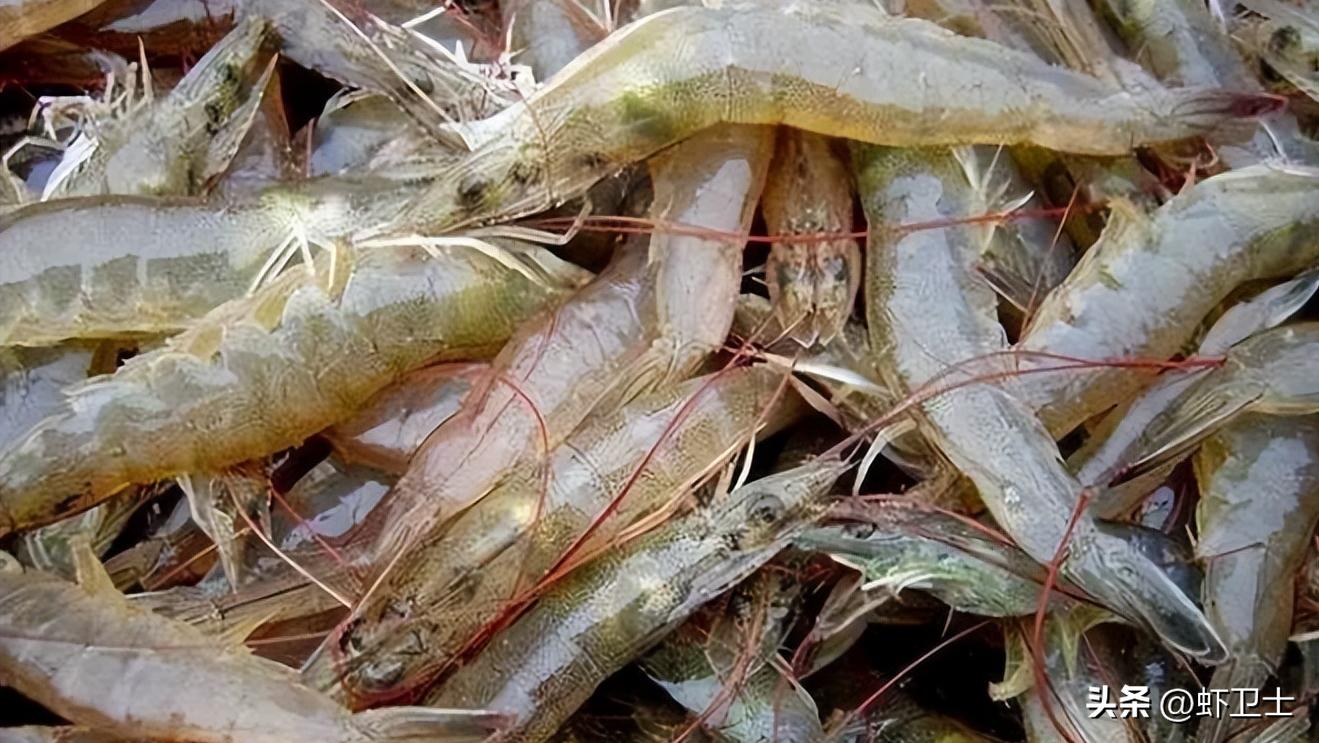 对虾加不上料什么原因,对虾怎么喂料好
