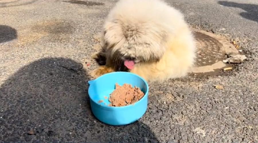 辽宁:连走路都走不稳的老京巴,十多年的陪伴,终究还是错付了