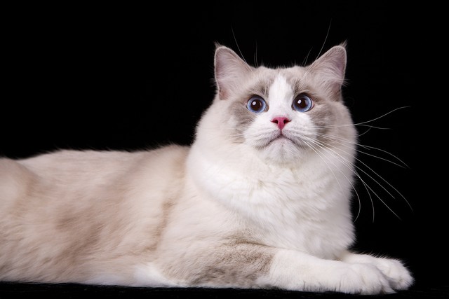 十大适合家养猫咪优缺点,最适合养的十大猫咪