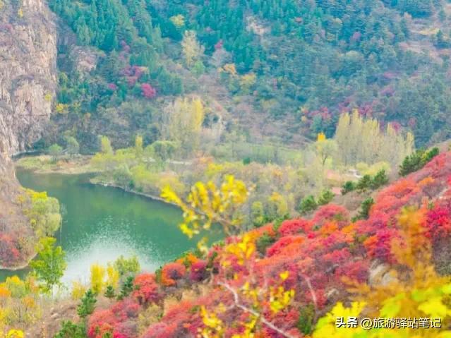济南红叶谷最新视频,济南红叶谷免票政策