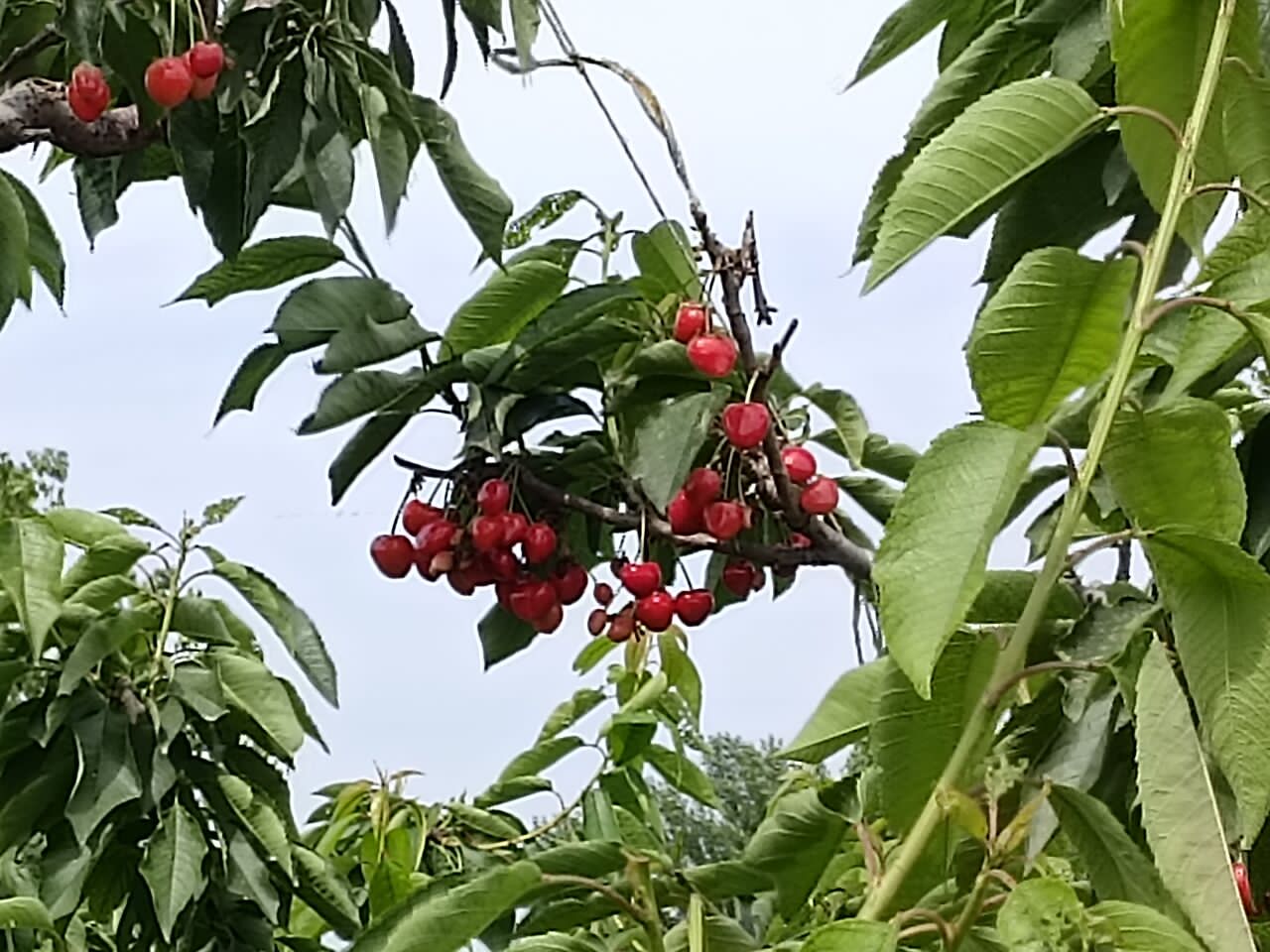 【最新动态物电学院】实地调研宣传科技兴农