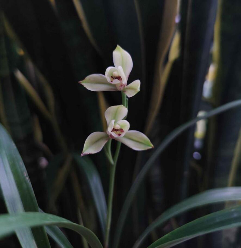 新手养兰花的方法和技术,怎么样养兰花才能养的好