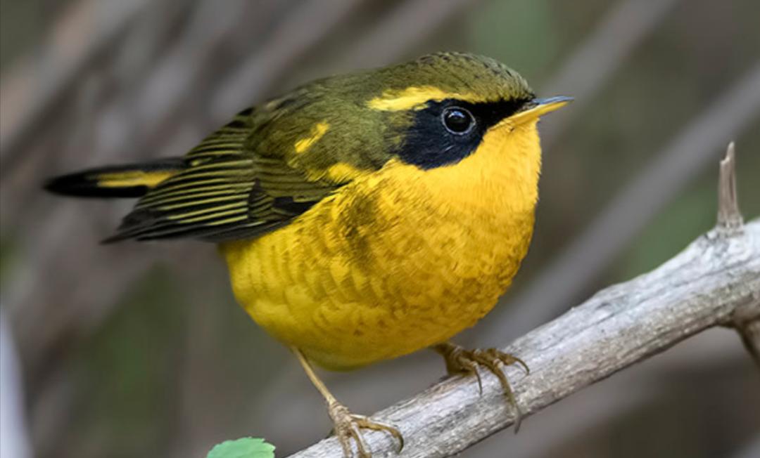 鸟儿大全高清图,高清珍稀鸟动态图片大全