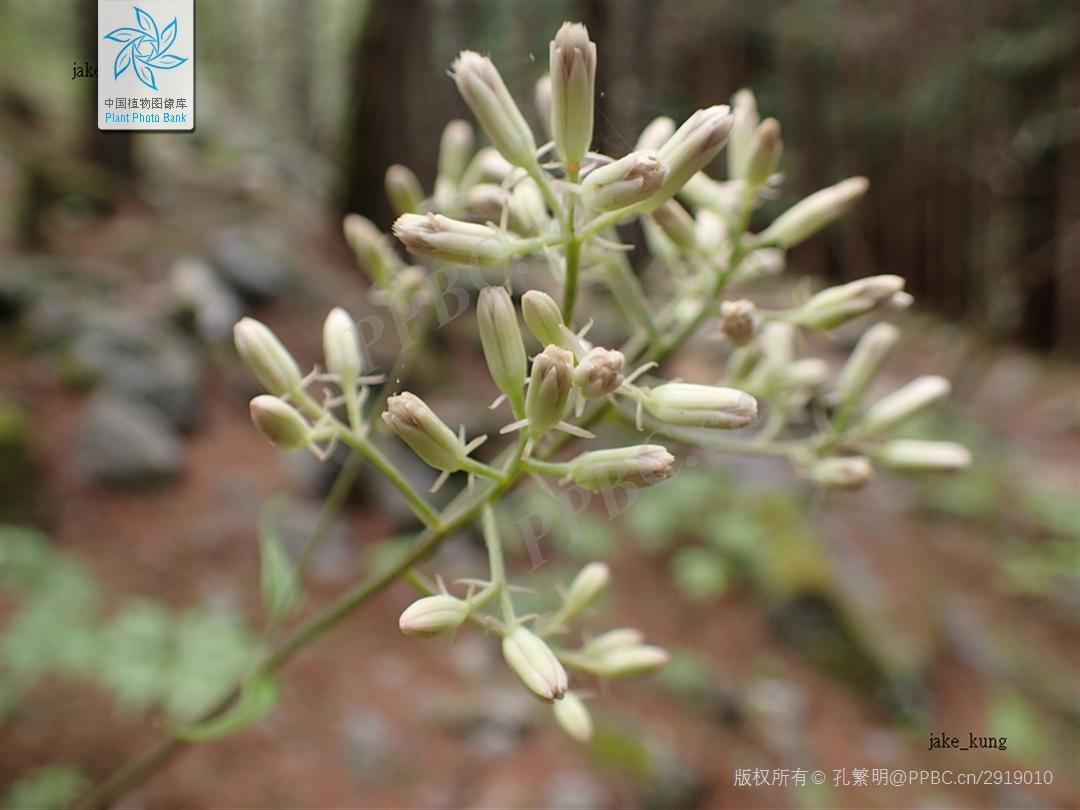 Nice兔meetyou,“属兔”的植物你知道多少?