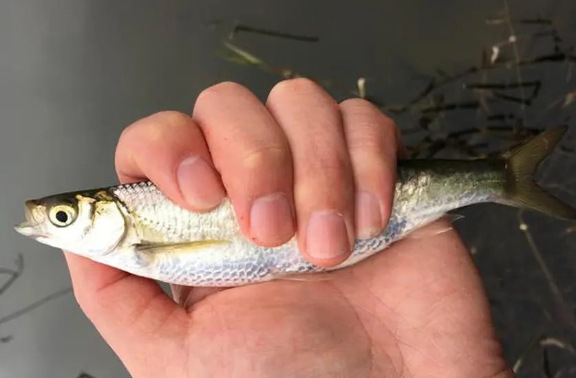 增江钓白条小罗非闹窝怎么办,开春野钓小白条闹窝怎么办