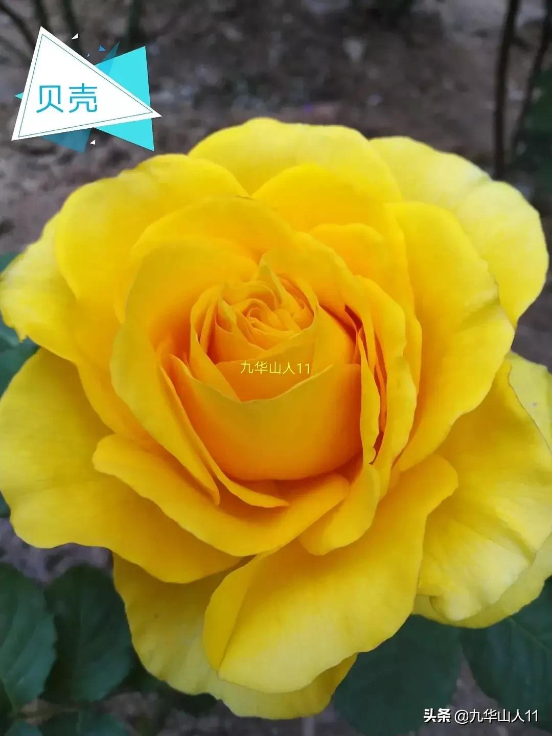 20cm大花重瓣月季品种,黄颜色大花月季是什么品种