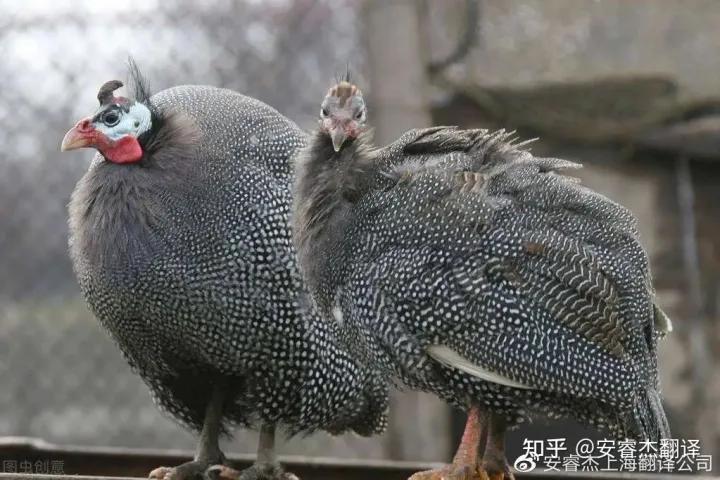 火鸡英语和土耳其英语,土耳其语和中文翻译