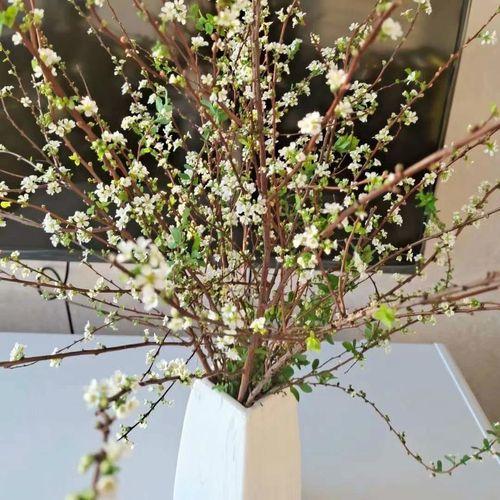 网红干树枝,网红水培干枝树