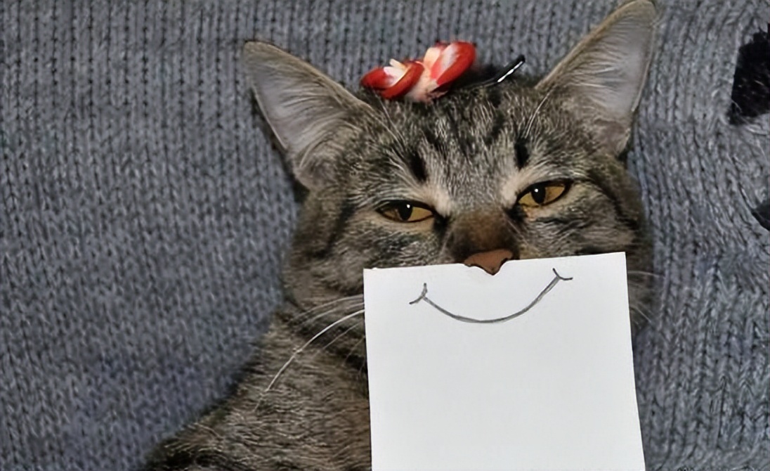 家猫狸花猫流浪后还能存活吗,狸花猫被前主人弃养不吃不喝