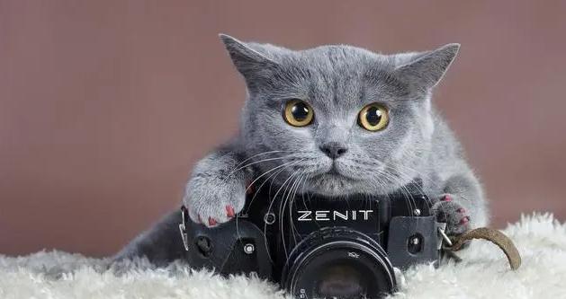 宠物肾脏指数高,宠物肾脏受损怎么办