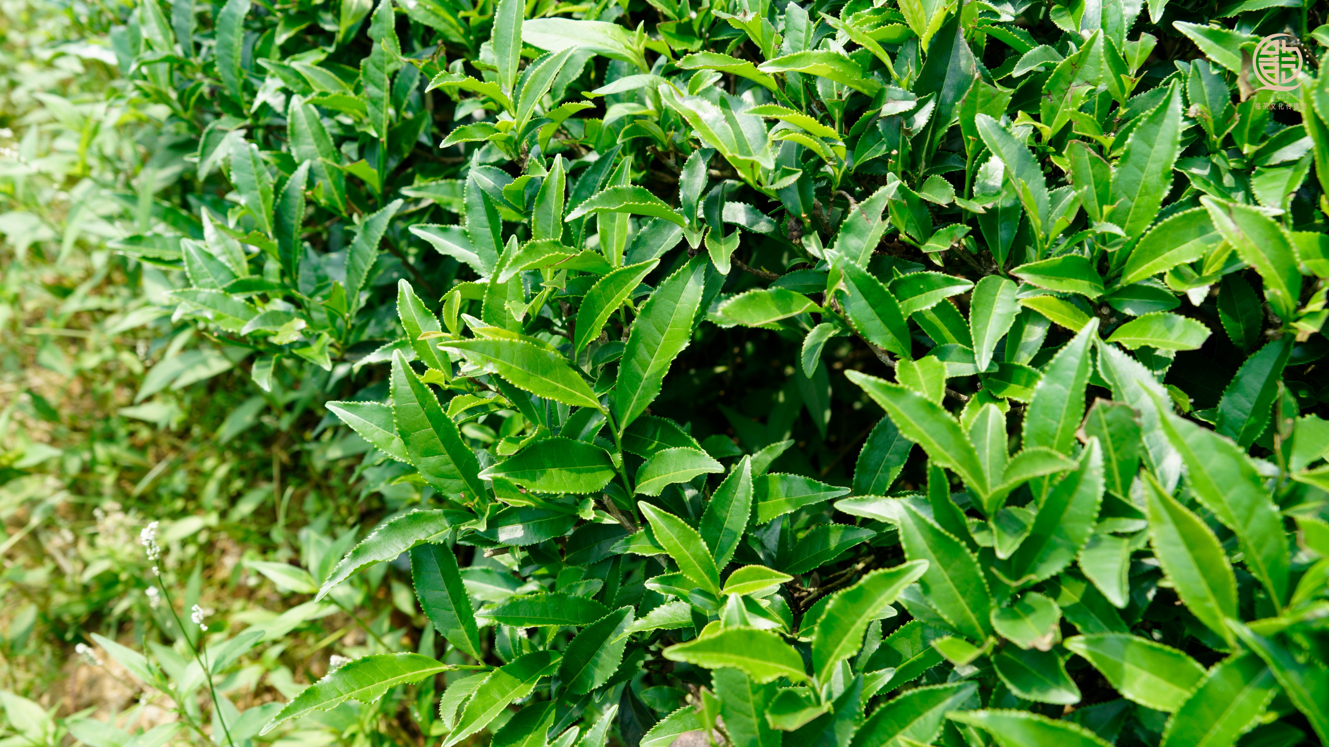 茶叶萎凋过程图解视频教程,茶叶中的萎凋和发酵有什么区别