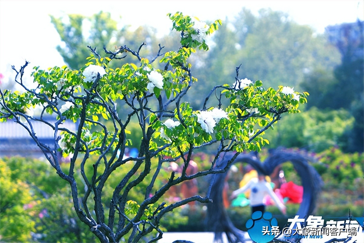 花开时节动京城最美不过洛阳城,花开时节动京城洛阳