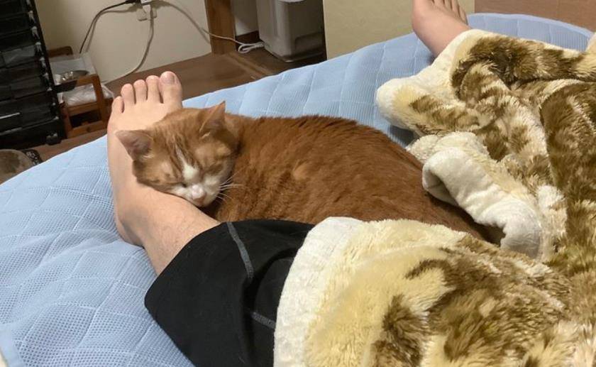 养猫猫的好处,养猫和猫睡同一张床有什么危害