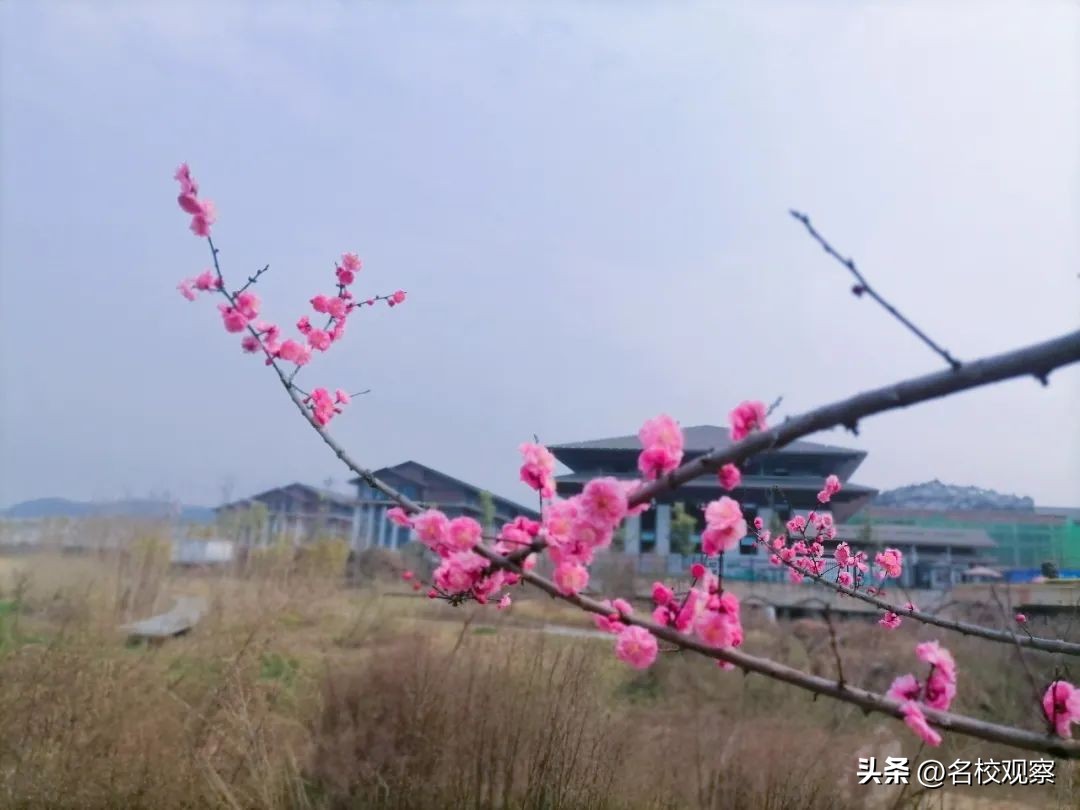 德阳成外教育园区,德阳成外教育园