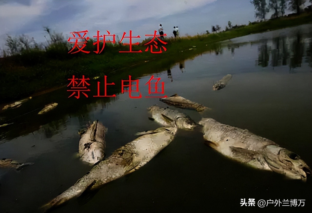 电鱼不小心被电了有危害吗,电鱼对人的危害大吗