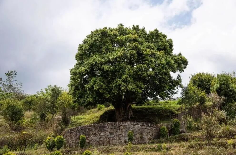 世界最著名的茶叶价格排行榜,世界上最贵的十种茶你肯定不知道