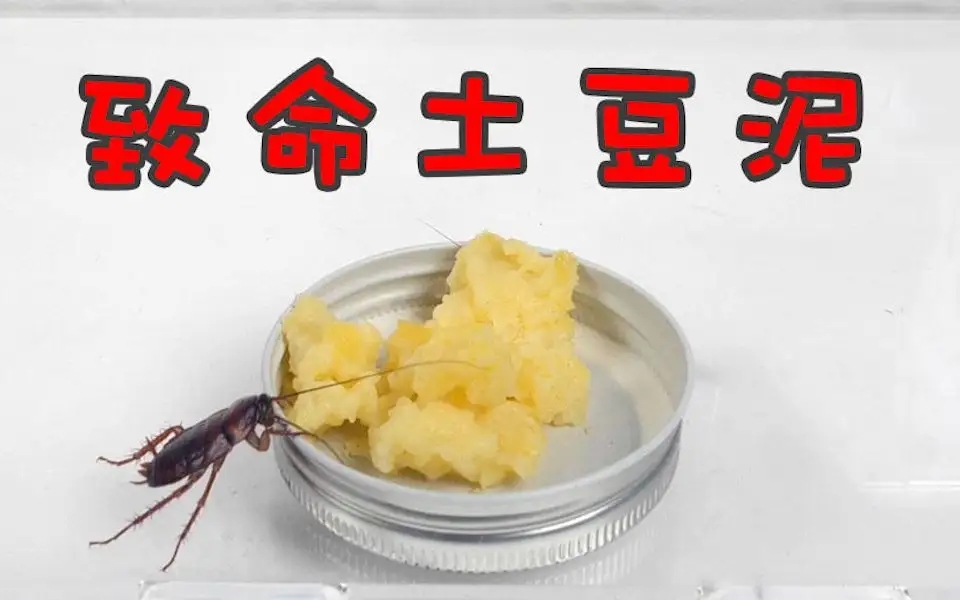 家里有蟑螂和虫子怎样能彻底消灭,家里有蟑螂教你一招全部消灭