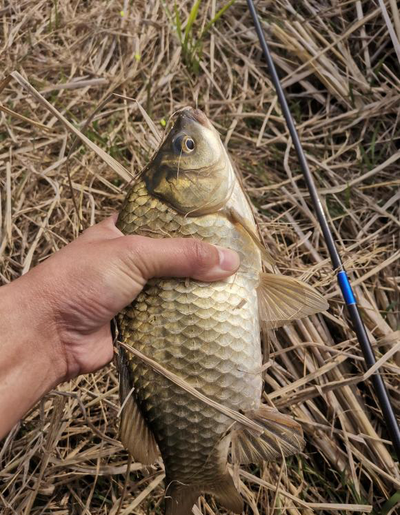 冬季能和红虫媲美的饵料,冬季红虫肉夹馍搭配什么饵料