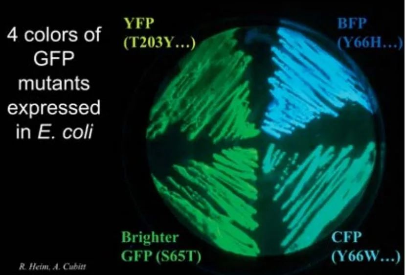 要永远相信光！借1.6亿年前的微光，3个人点亮了这个世纪