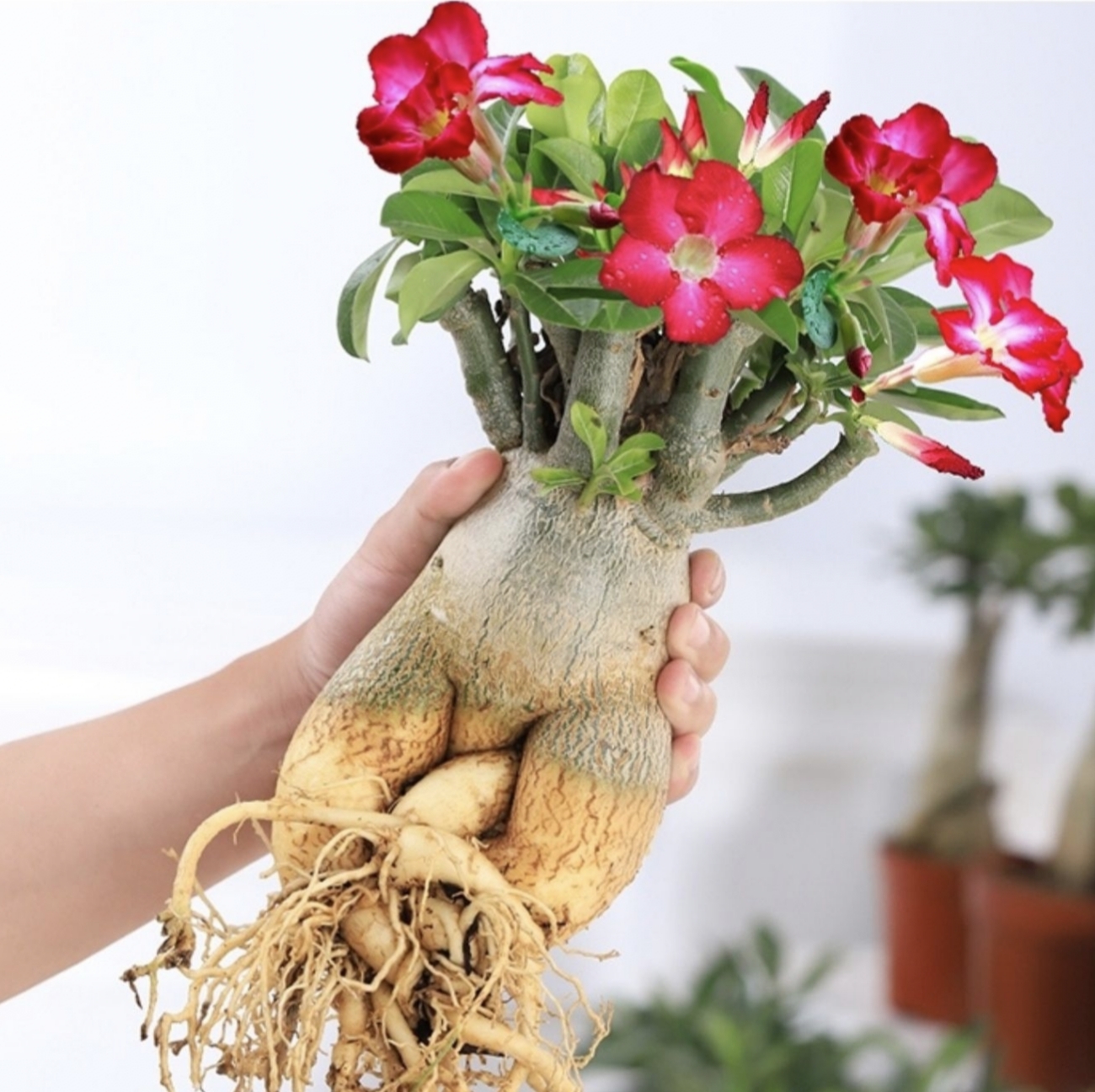 十种养不死的室内花,十种不容易生虫的花