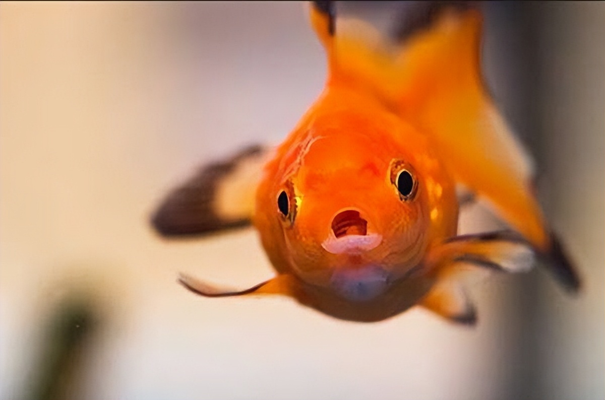 兰寿金鱼的饲养,金鱼的饲养日记