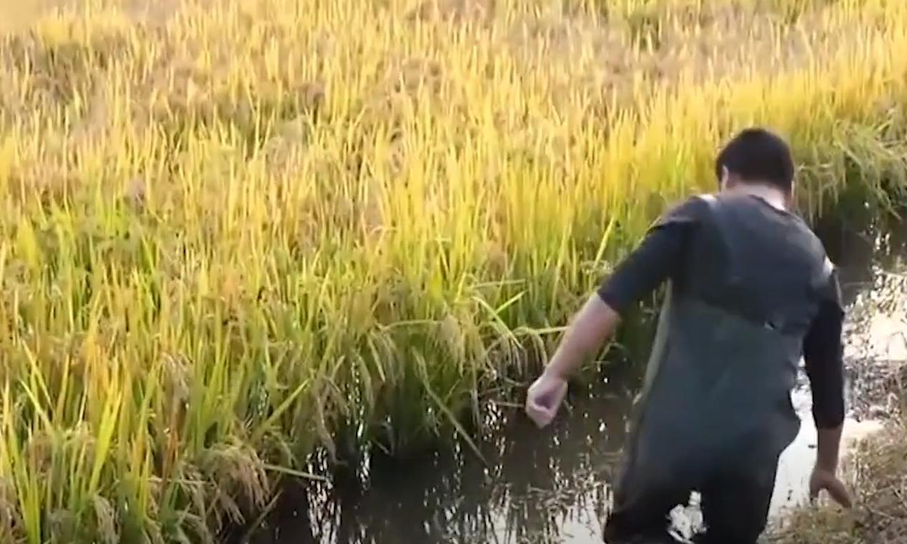 养殖大闸蟹成功案例,致富经养殖大闸蟹