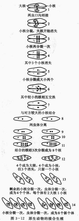 陈阅增普通生物学第五版与第四版,陈阅增普通生物学第4版课后答案