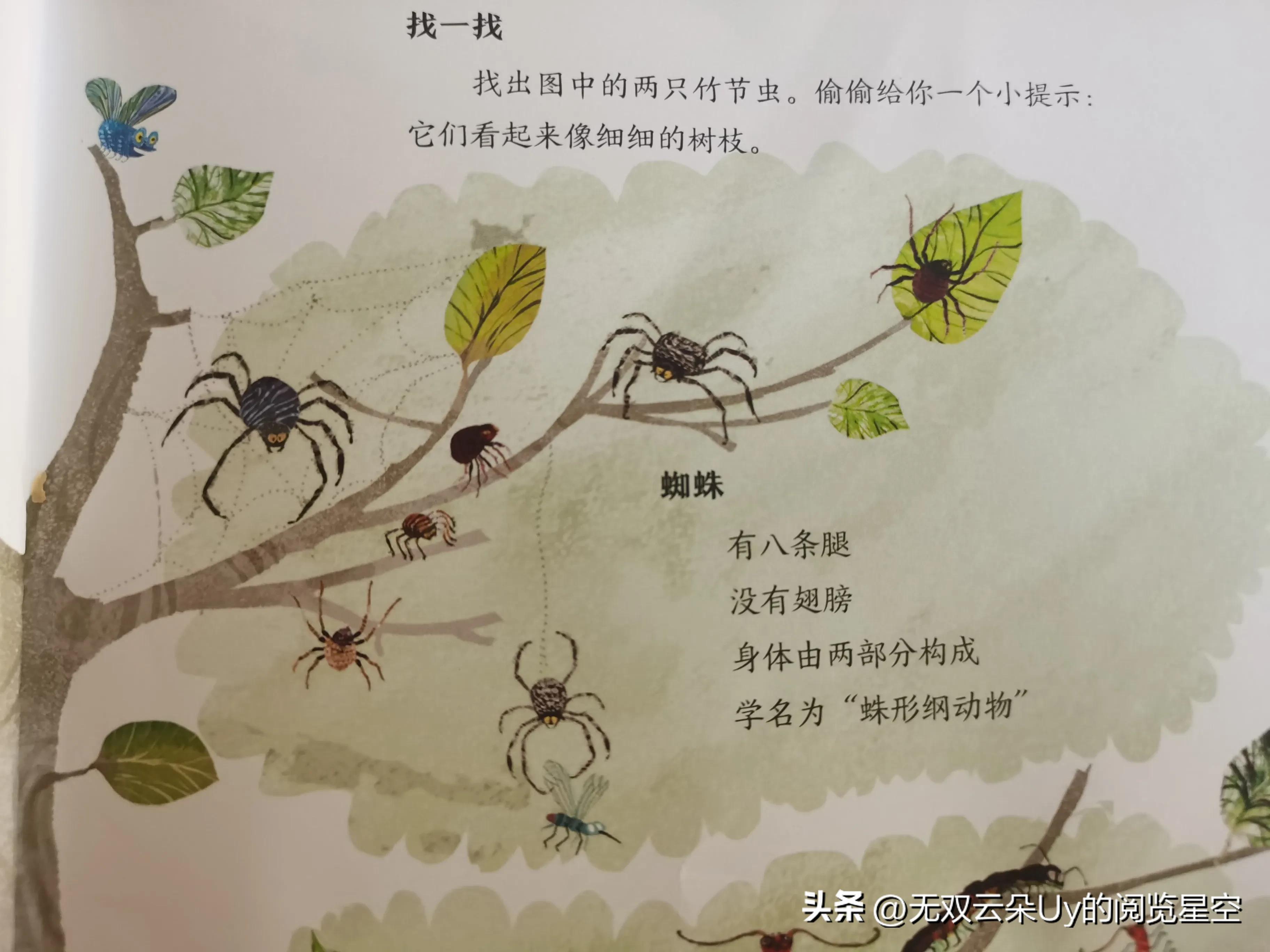 【绘本阅读⑦】虫虫！！！别怕，都躲进书里啦！找到它！