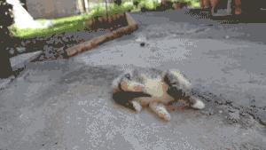 绑架小奶猫整蛊,绑架小奶猫