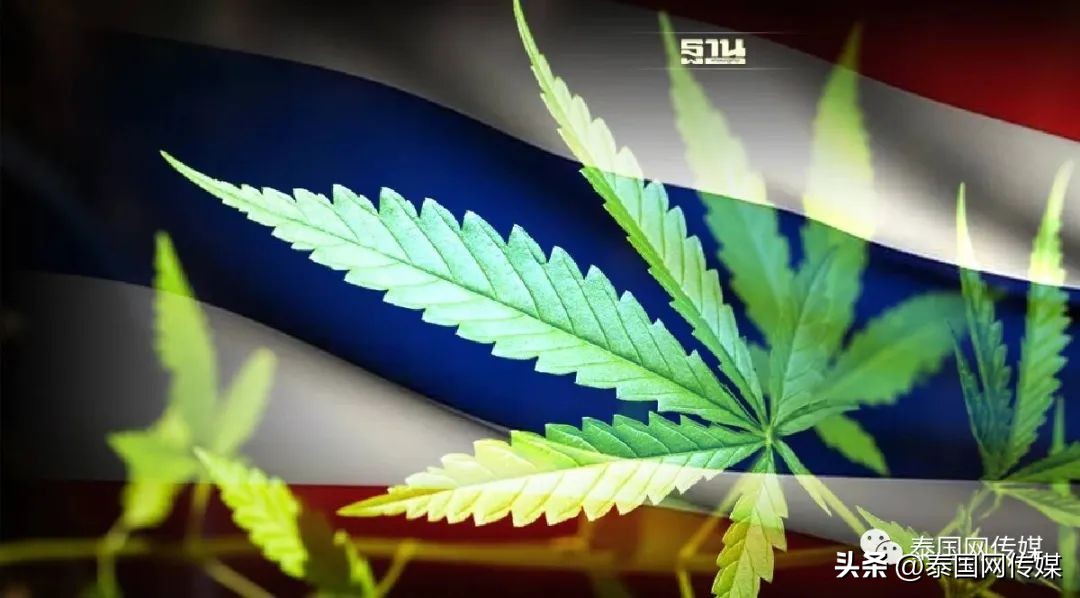 回国要接受随机抽检？！那些碰过*麻大**的人，真的要“完蛋”了？