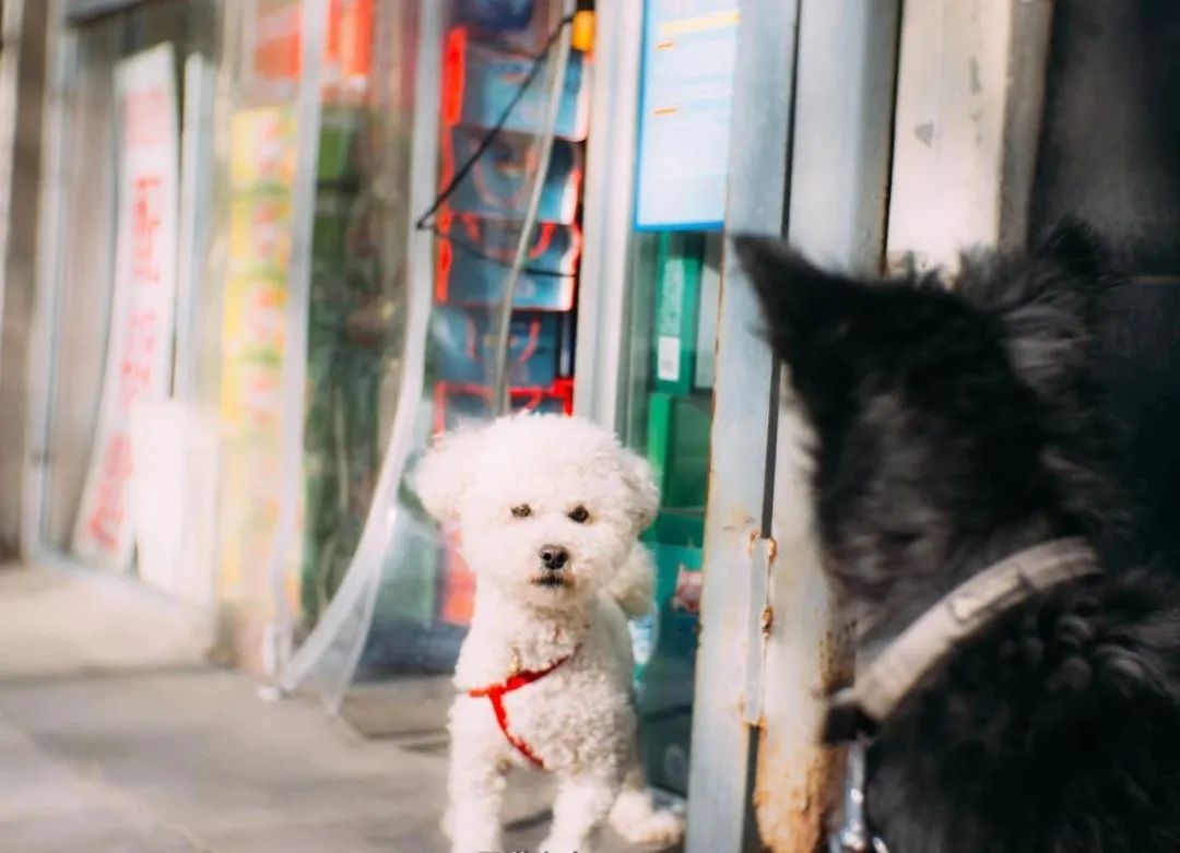宠物市场的底层逻辑,关于宠物市场的市场分析