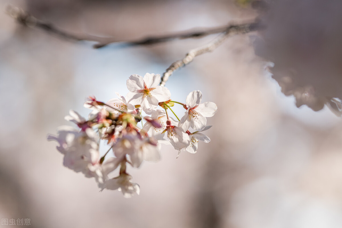 老公再爱我一次电视剧全集,老公再爱我一次综艺