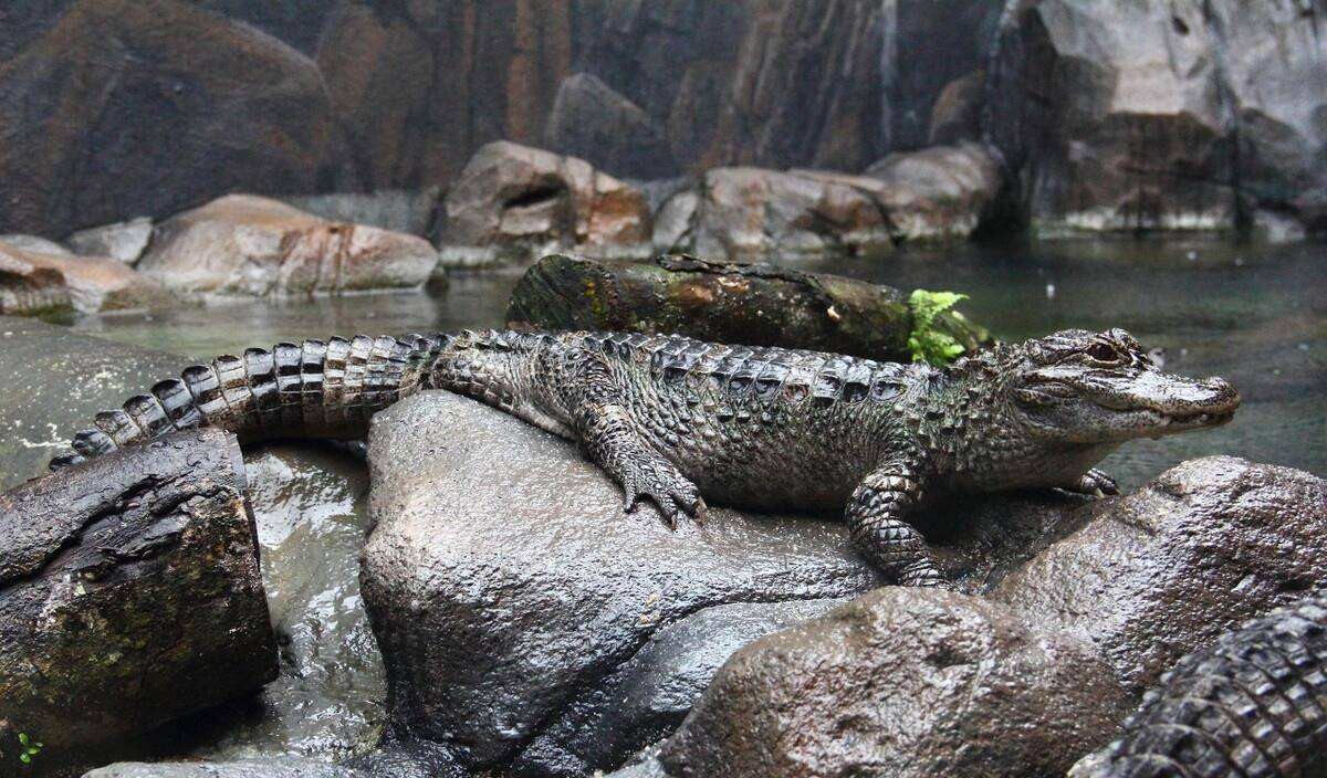 恐龙真的存在吗恐龙灭绝了没,细述45亿年前的恐龙灭绝全过程
