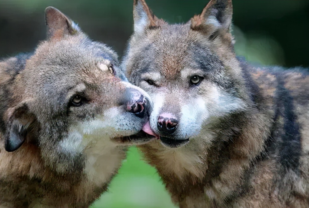狼和狗是同一种动物,狼和狗是同一物种