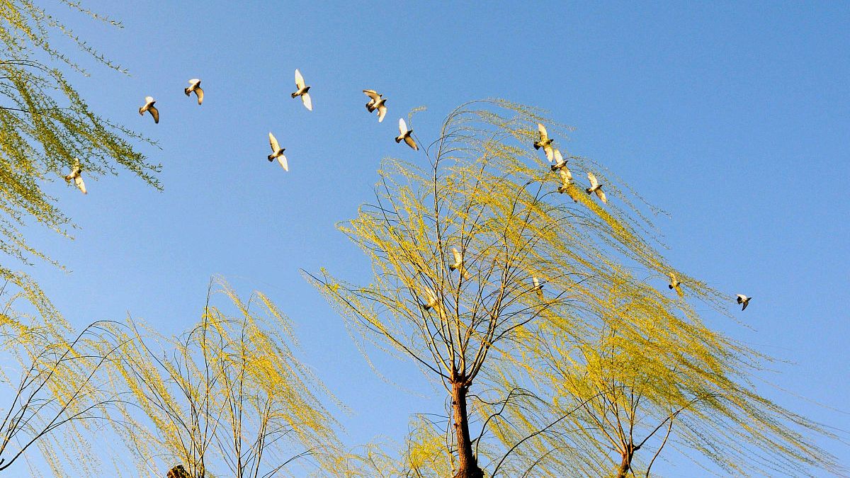 白居易咏柳诗和配图,赏析白居易咏柳的诗句