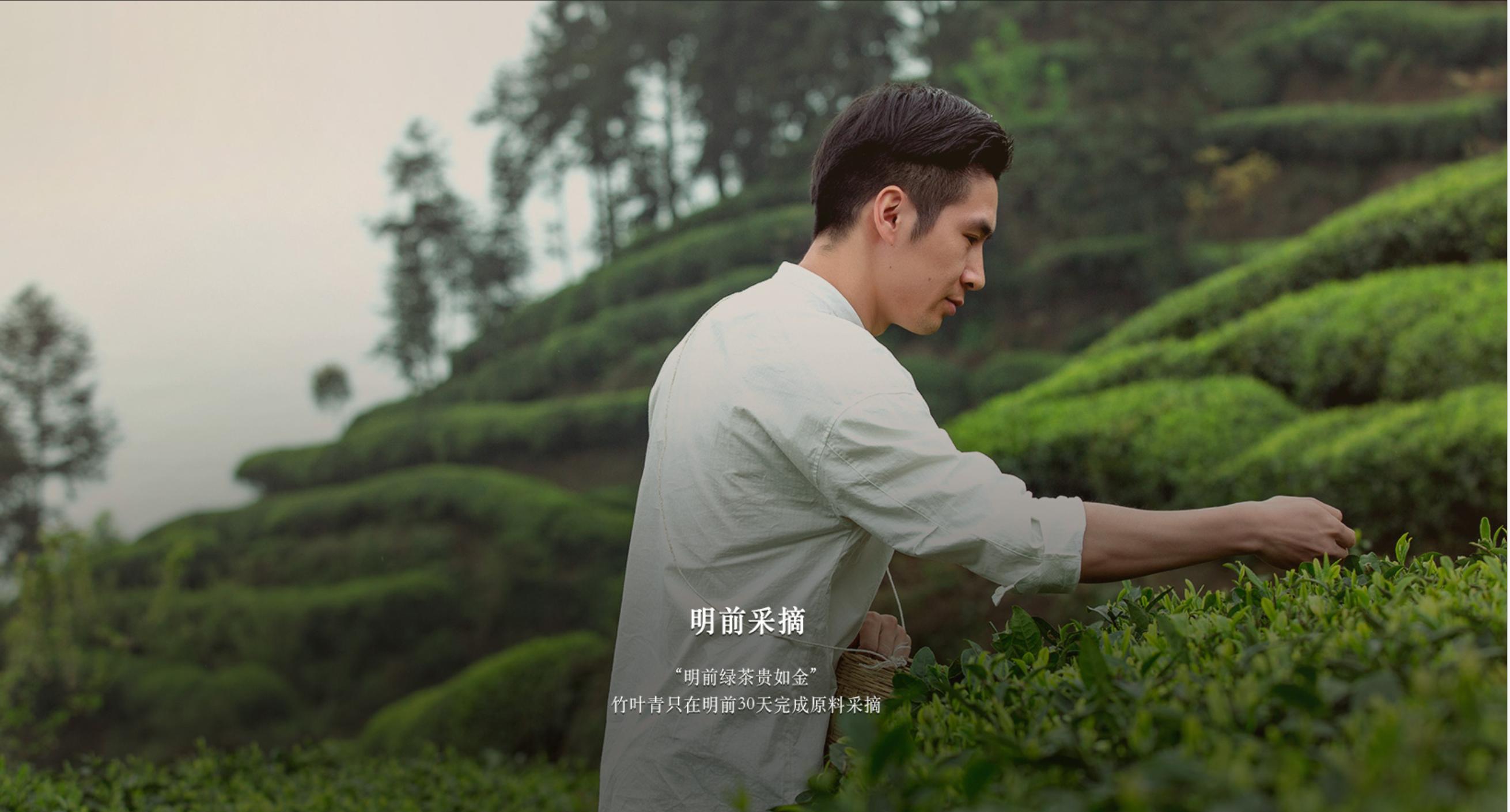 竹叶青和峨眉雪芽差距,为什么竹叶青茶叶有的是黄色的