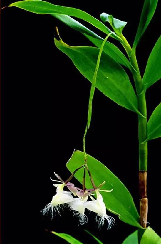 矮种兰花图片欣赏,写意兰花作品欣赏