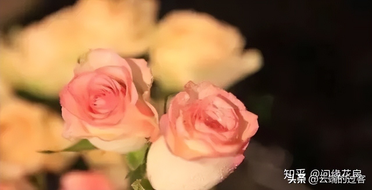 1到99朵玫瑰的含义图片,1到99朵玫瑰花语是什么