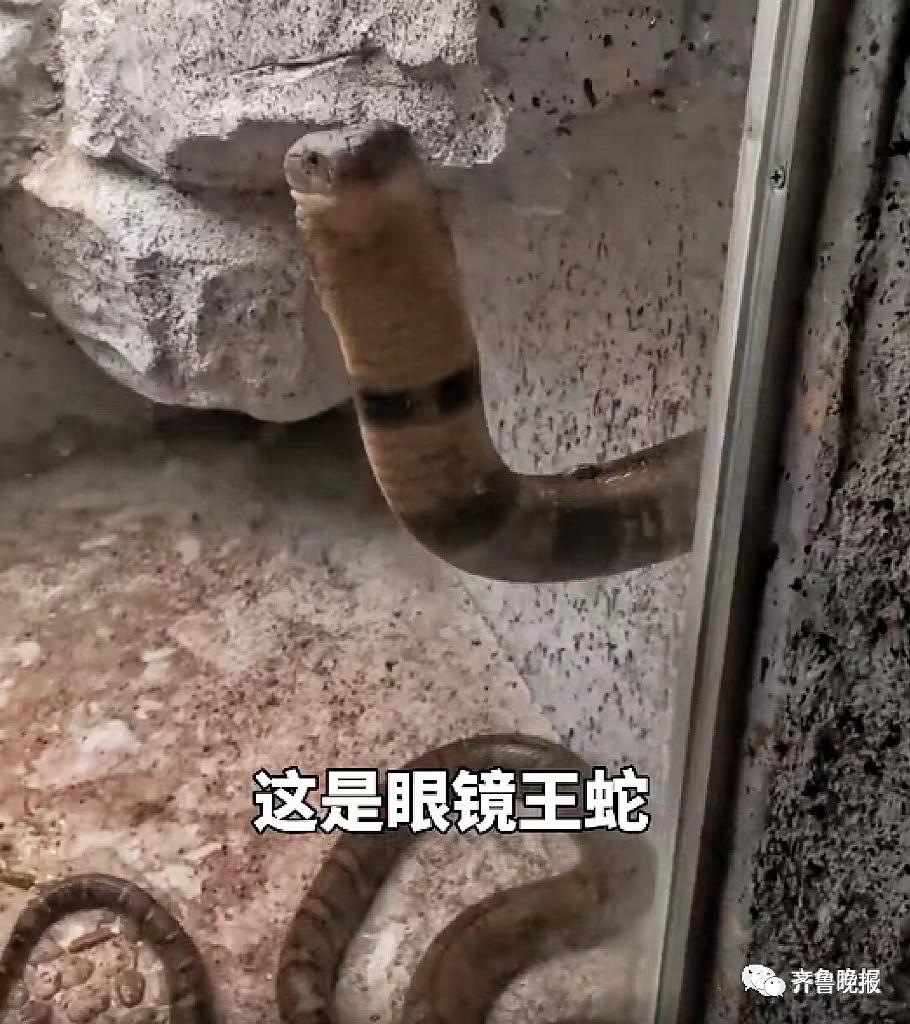 蛇总是偷吃鸡蛋怎么办,2米长蛇惊现居民楼