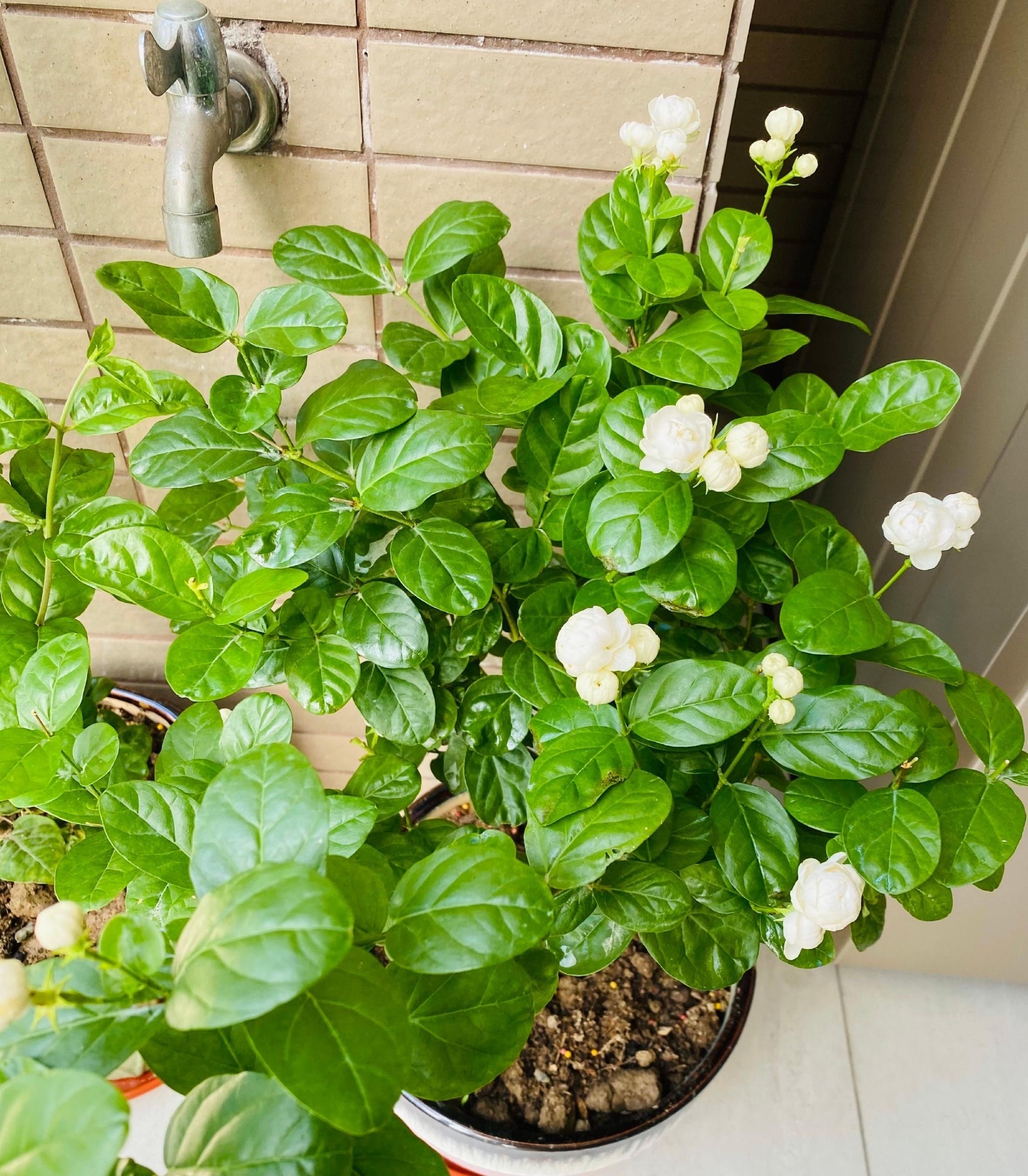 怎么养茉莉花开花多,茉莉花如何养开花不断