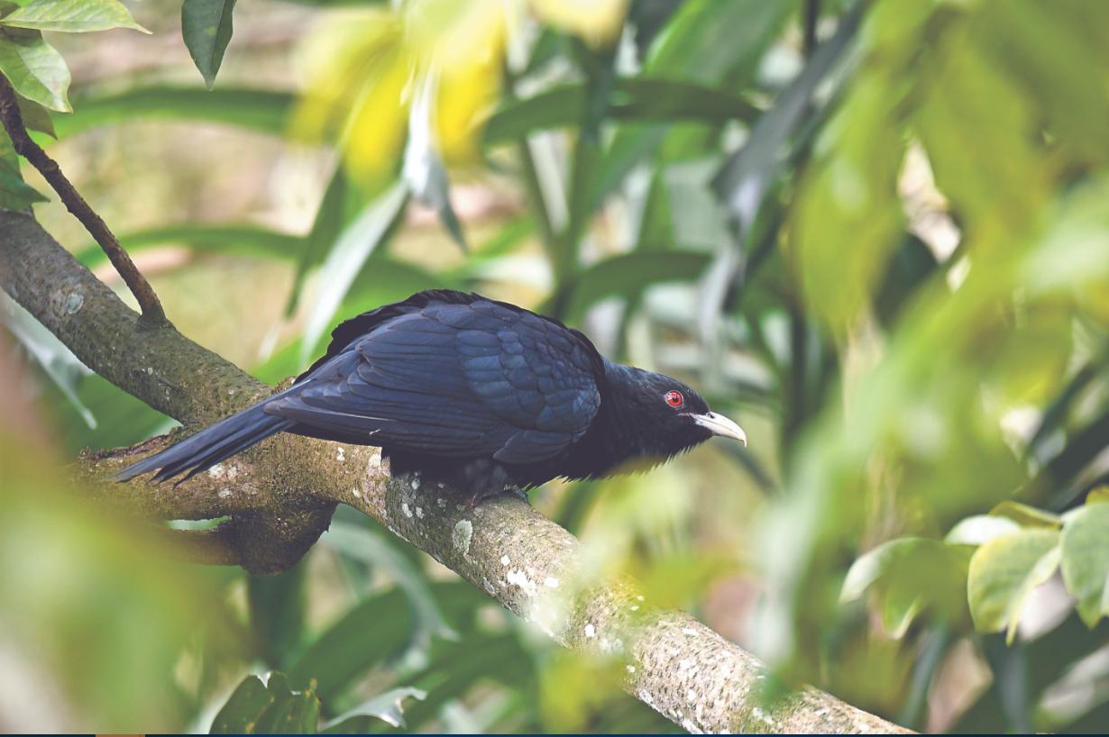 荐读|噪鹃清晨鸣叫扰人眠建议大家这样做……
